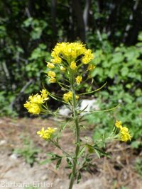 mountain tansymustard (<em>Descurainia incisa ssp. incisa</em>)