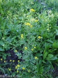 mountain tansymustard (<em>Descurainia incisa ssp. incisa</em>)