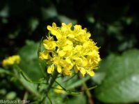 mountain tansymustard (<em>Descurainia incisa ssp. incisa</em>)