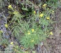 long-pediceled tansymustard (<em>Descurainia longepedicellata</em>)
