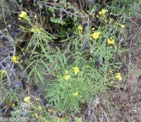 long-pediceled tansymustard (<em>Descurainia longepedicellata</em>)