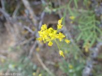 long-pediceled tansymustard (<em>Descurainia longepedicellata</em>)