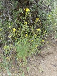 long-pediceled tansymustard (<em>Descurainia longepedicellata</em>)