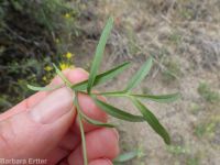 long-pediceled tansymustard (<em>Descurainia longepedicellata</em>)