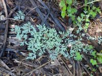 steer's-head (<em>Dicentra uniflora</em>)