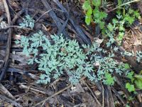 steer's-head (<em>Dicentra uniflora</em>)