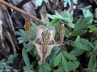 steer's-head (<em>Dicentra uniflora</em>)