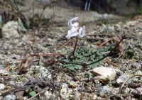 steer's-head (<em>Dicentra uniflora</em>)