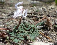 steer's-head (<em>Dicentra uniflora</em>)