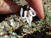 steer's-head (<em>Dicentra uniflora</em>)