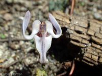 steer's-head (<em>Dicentra uniflora</em>)