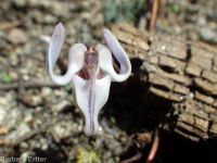 steer's-head (<em>Dicentra uniflora</em>)