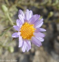 hoary aster, tansy-aster (<em>Dieteria canescens</em>)