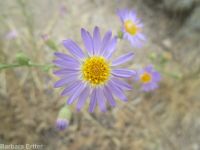 hoary aster, tansy-aster (<em>Dieteria canescens</em>)