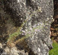 hoary aster, tansy-aster (<em>Dieteria canescens</em>)