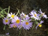 hoary aster, tansy-aster (<em>Dieteria canescens</em>)