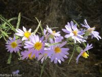 hoary aster, tansy-aster (<em>Dieteria canescens</em>)