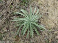 hoary aster, tansy-aster (<em>Dieteria canescens</em>)