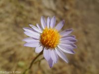 hoary aster, tansy-aster (<em>Dieteria canescens</em>)