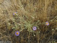 hoary aster, tansy-aster (<em>Dieteria canescens</em>)