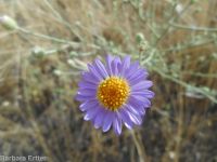 hoary aster, tansy-aster (<em>Dieteria canescens</em>)