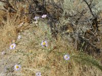hoary aster, tansy-aster (<em>Dieteria canescens</em>)