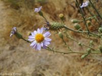 hoary aster, tansy-aster (<em>Dieteria canescens</em>)