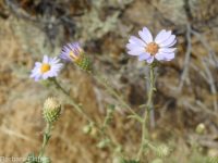 hoary aster, tansy-aster (<em>Dieteria canescens</em>)