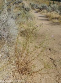 hoary aster, tansy-aster (<em>Dieteria canescens</em>)