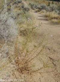 hoary aster, tansy-aster (<em>Dieteria canescens</em>)