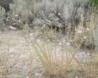 hoary aster, tansy-aster (<em>Dieteria canescens</em>)