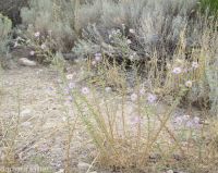hoary aster, tansy-aster (<em>Dieteria canescens</em>)