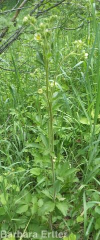 cordilleran woodbeauty, tall cinquefoil (<em>Drymocallis convallaria</em>)