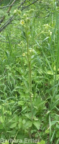 cordilleran woodbeauty, tall cinquefoil (<em>Drymocallis convallaria</em>)