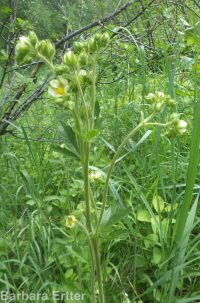 cordilleran woodbeauty, tall cinquefoil (<em>Drymocallis convallaria</em>)