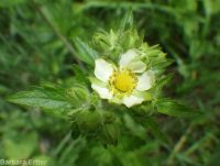 cordilleran woodbeauty, tall cinquefoil (<em>Drymocallis convallaria</em>)