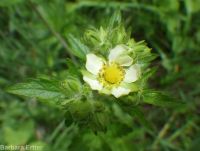 cordilleran woodbeauty, tall cinquefoil (<em>Drymocallis convallaria</em>)