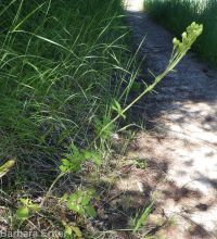 cordilleran woodbeauty, tall cinquefoil (<em>Drymocallis convallaria</em>)