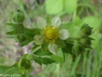 cordilleran woodbeauty, tall cinquefoil (<em>Drymocallis convallaria</em>)