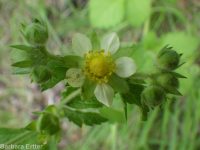 cordilleran woodbeauty, tall cinquefoil (<em>Drymocallis convallaria</em>)