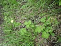 cordilleran woodbeauty, tall cinquefoil (<em>Drymocallis convallaria</em>)