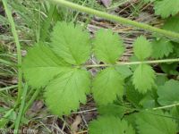 cordilleran woodbeauty, tall cinquefoil (<em>Drymocallis convallaria</em>)