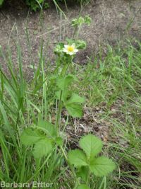 cordilleran woodbeauty, tall cinquefoil (<em>Drymocallis convallaria</em>)