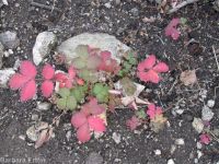 Idaho woodbeauty, sticky cinquefoil (<em>Drymocallis glabrata</em>)