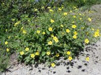 Idaho woodbeauty, sticky cinquefoil (<em>Drymocallis glabrata</em>)