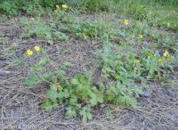 Idaho woodbeauty, sticky cinquefoil (<em>Drymocallis glabrata</em>)