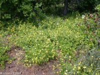 Idaho woodbeauty, sticky cinquefoil (<em>Drymocallis glabrata</em>)