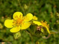 Idaho woodbeauty, sticky cinquefoil (<em>Drymocallis glabrata</em>)