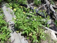 Idaho woodbeauty, sticky cinquefoil (<em>Drymocallis glabrata</em>)