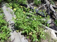 Idaho woodbeauty, sticky cinquefoil (<em>Drymocallis glabrata</em>)
